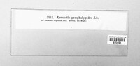 Urocystis anemones image